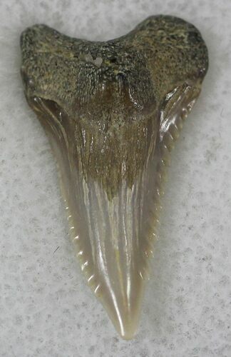 Hemipristis Shark Tooth Fossil - Virginia #25694